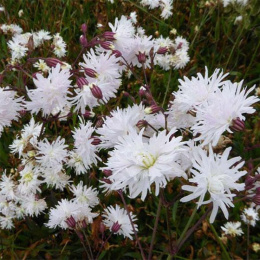 Firletka- Lychnis 'Petit Henri'