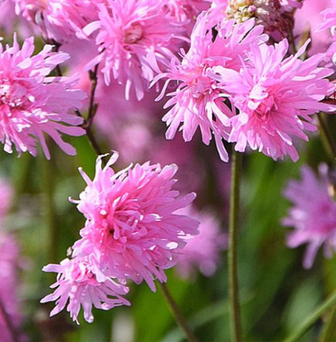 Firletka- Lychnis 'Petite Jenny'