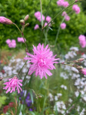 Firletka- Lychnis 'Petite Jenny'