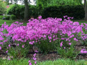 Firletka- Lychnis 'Petite Jenny'