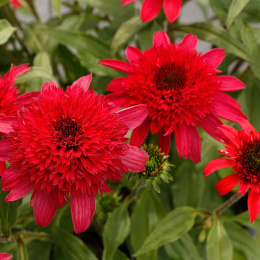 Jeżówka - Echinacea 'Delightful Sangria'