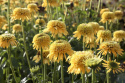 Jeżówka - Echinacea 'Eccentric Yellow'