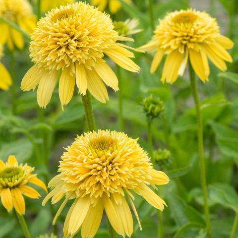 Jeżówka - Echinacea 'Eccentric Yellow'