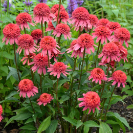 Jeżówka - Echinacea 'Flamingo'