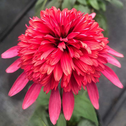 Jeżówka - Echinacea 'Flamingo'