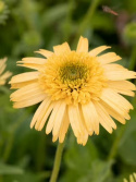 Jeżówka - Echinacea 'Meteor Yellow'