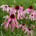 Jeżówka - Echinacea simulata