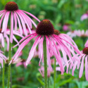 Jeżówka - Echinacea simulata