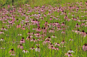 Jeżówka - Echinacea simulata