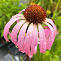 Jeżówka - Echinacea simulata