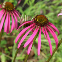 Jeżówka - Echinacea simulata