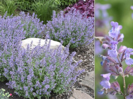 Kocimiętka Faassena- Nepeta faasseni