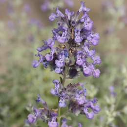 Kocimiętka Faassena- Nepeta faasseni