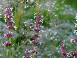 Kocimiętka- Nepeta 'Florina'