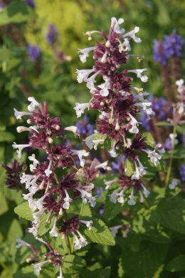 Kocimiętka- Nepeta 'Florina' (p9)