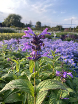 Kocimiętka kubańska- Nepeta kubanica 'Kuban'