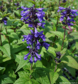 Kocimiętka kubańska- Nepeta kubanica 'Kuban' (p9)