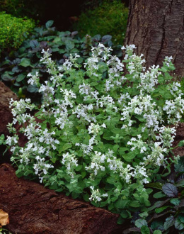 Kocimiętka groniasta- Nepeta racemosa 'Snowflake' (p9)