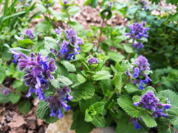 Kocimiętka groniasta- Nepeta racemosa 'Odeur Citron' (p9)