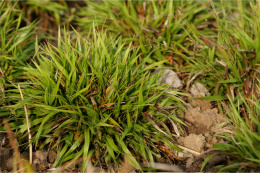 Kosmatka- Luzula pilosa 'Gruenfink'