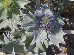 Mikołajek nadmorski - Eryngium maritimum