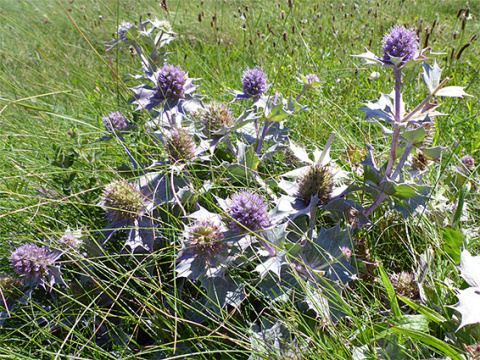 Mikołajek nadmorski - Eryngium maritimum Mikołajek nadmorski - Eryngium maritimum