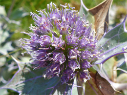 Mikołajek nadmorski - Eryngium maritimum (p9)