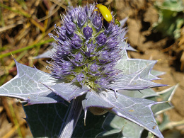 Mikołajek nadmorski - Eryngium maritimum (p9)