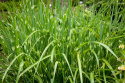 Miskant chiński- Miscanthus sinensis 'Apache'