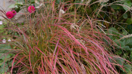 Miskant chiński- Miscanthus sinensis 'Little Miss'