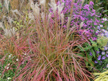 Miskant chiński- Miscanthus sinensis 'Little Miss'