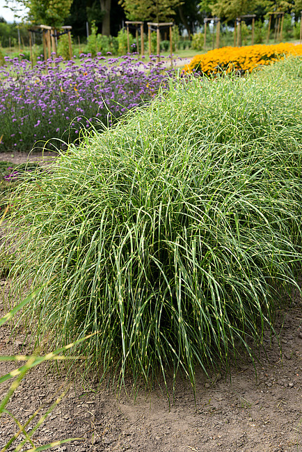 Miskant chiński- Miscanthus sinensis 'Little Zebra'