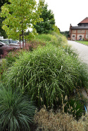 Miskant chiński- Miscanthus sinensis 'Little Zebra'