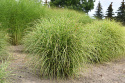 Miskant chiński- Miscanthus sinensis 'Little Zebra'