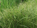 Miskant chiński- Miscanthus sinensis 'Little Zebra'