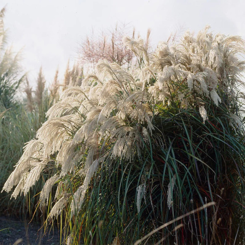 Miskant chiński- Miscanthus sinensis 'Memory'