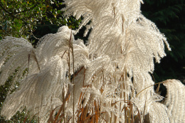 Miskant chiński- Miscanthus sinensis 'Memory'