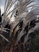 Miskant chiński- Miscanthus sinensis 'Memory'