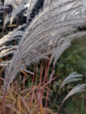 Miskant chiński- Miscanthus sinensis 'Memory'