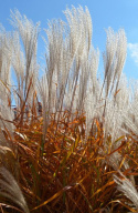 Miskant chiński- Miscanthus sinensis 'Memory'