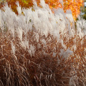 Miskant chiński- Miscanthus sinensis 'Memory'