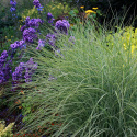 Miskant chiński- Miscanthus sinensis 'Morning Light'