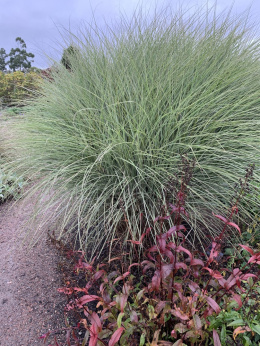 Miskant chiński- Miscanthus sinensis 'Morning Light'