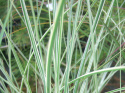 Miskant chiński- Miscanthus sinensis 'Morning Light'