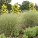 Miskant chiński- Miscanthus sinensis 'Morning Light'