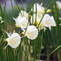 Narcyz łuskowaty- Narcissus bulbocodium 'Arctic Bells'