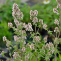 Kocimiętka właściwa cytrynowa- Nepeta cataria ssp.citriodora