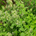 Kocimiętka właściwa cytrynowa- Nepeta cataria ssp.citriodora