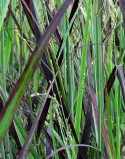 Proso rózgowate- Panicum virgatum 'Blue Darkness' 