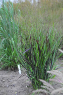 Proso rózgowate- Panicum virgatum 'Blue Darkness' 